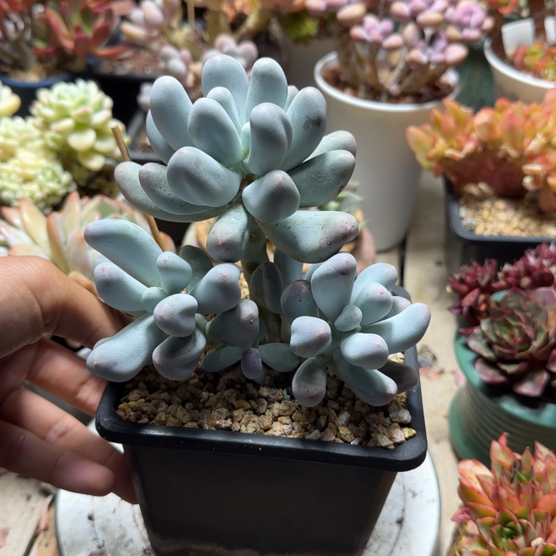 Mike奶多肉植物shi xi bo