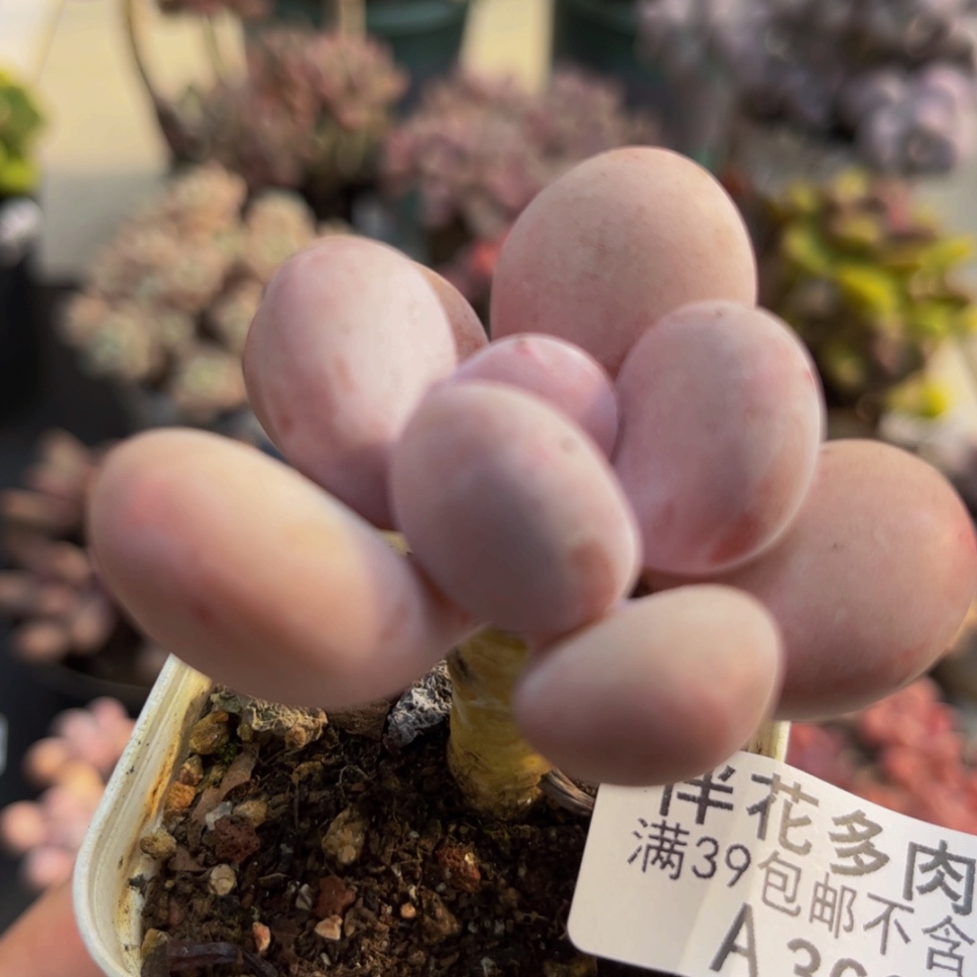 360彩虹奶5cm多肉植物