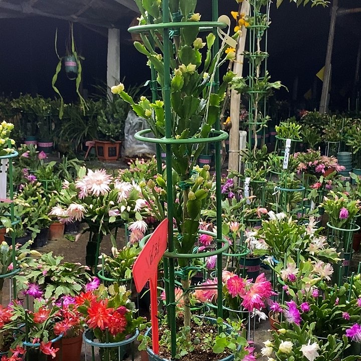 叶仙嫁接三色028/631