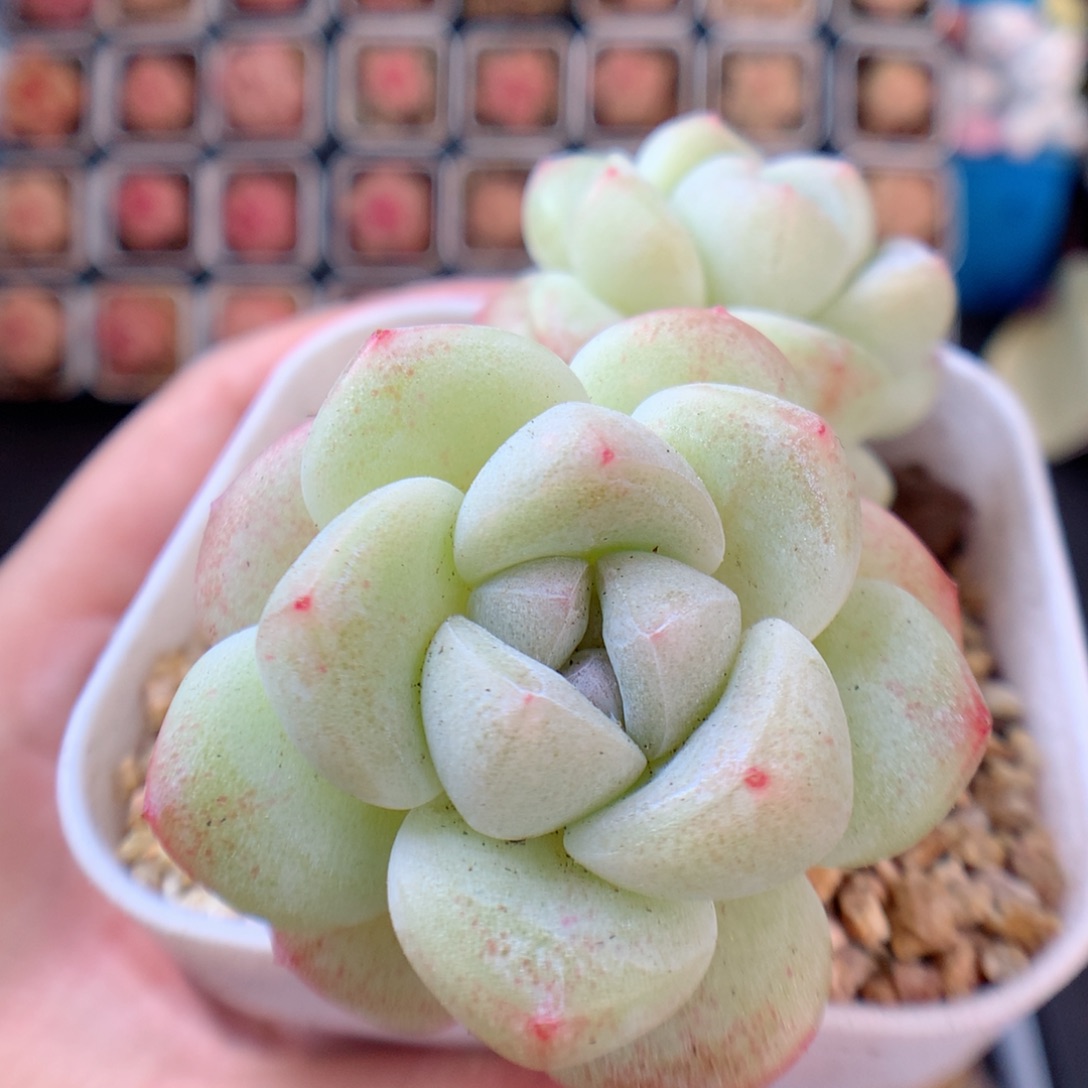 一物一拍精品多肉。 冰玉103