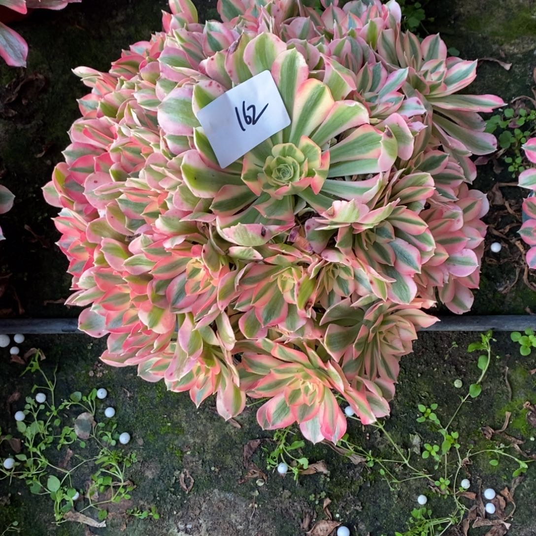 不开花植物162号粉女巫1颗多肉