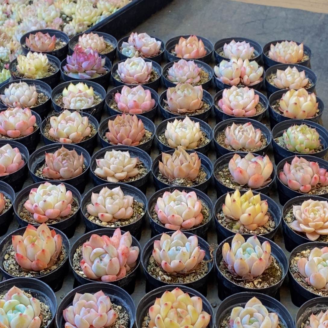 519多肉植物保护研究所所长助理研究员