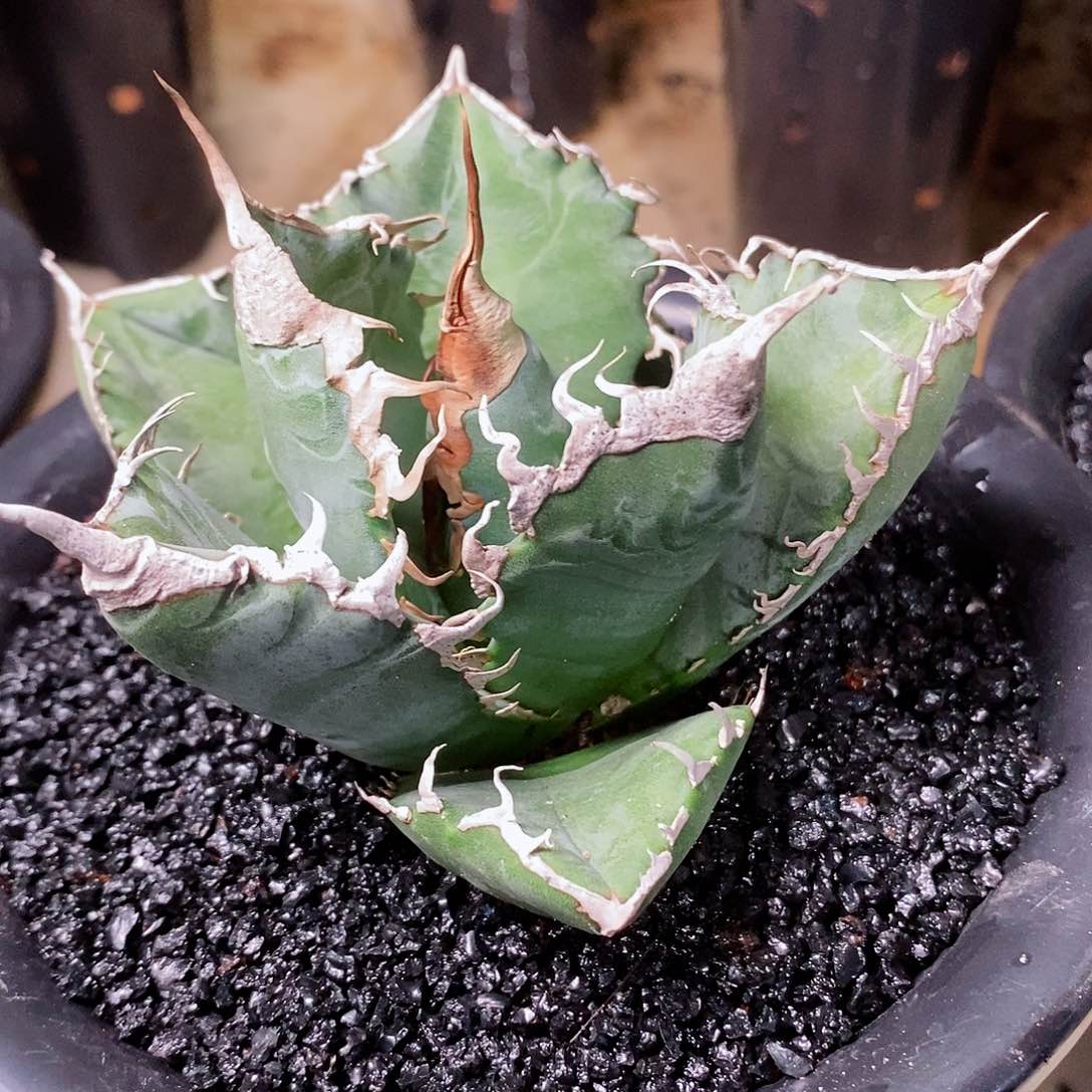 美杜莎龙舌兰。11111