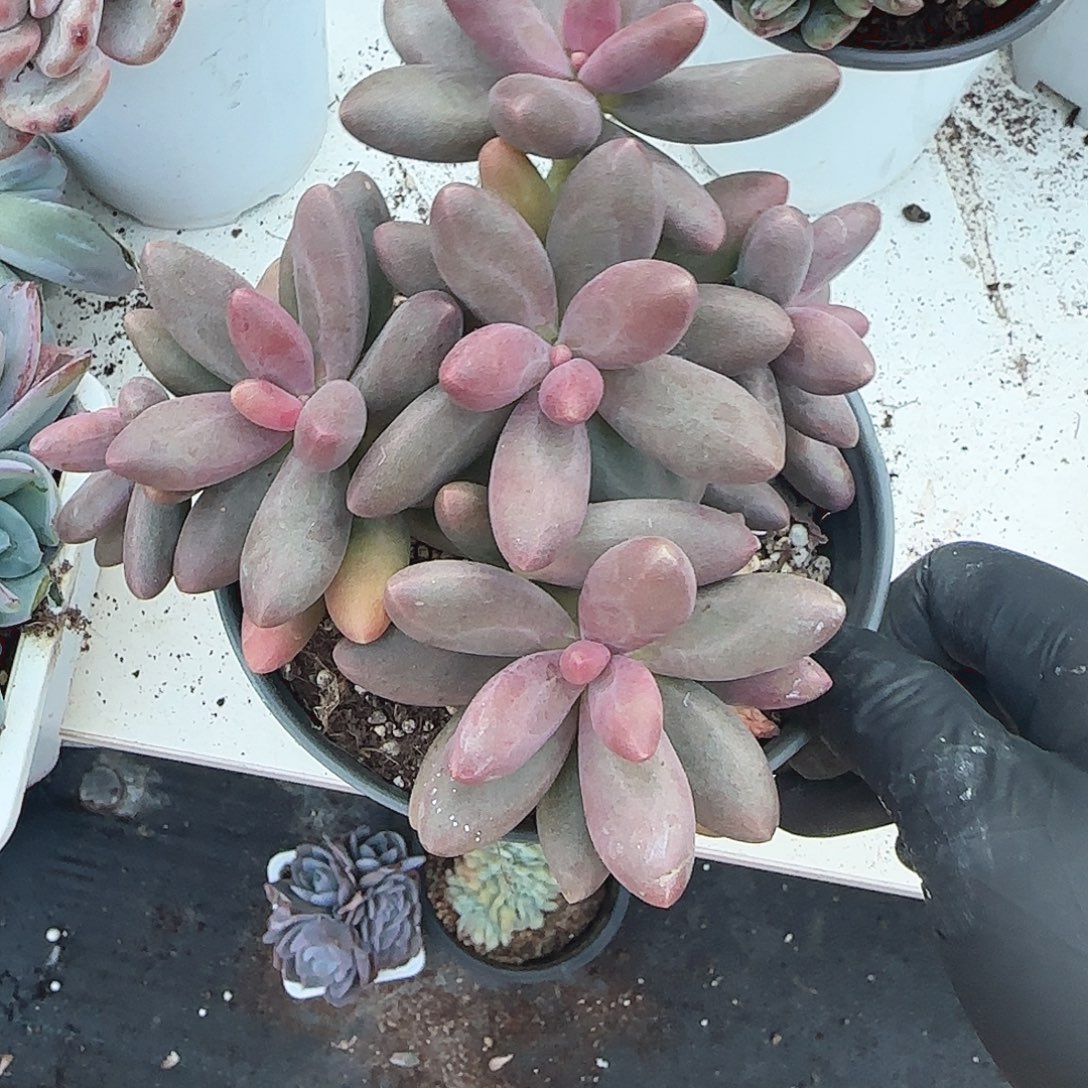 青蛙王子儿童牙膏11