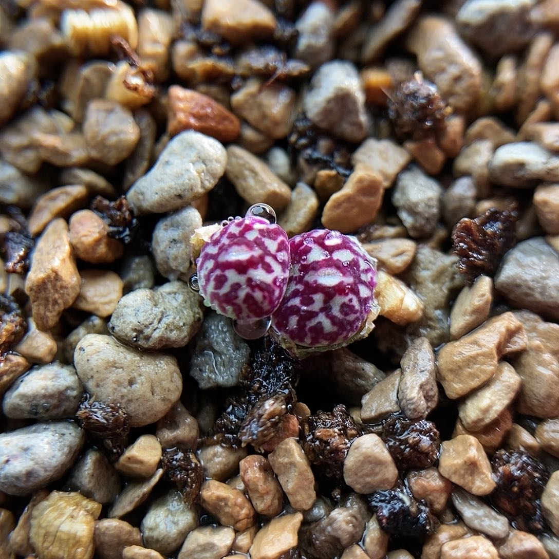 714墨一颗双头二蜕苗子