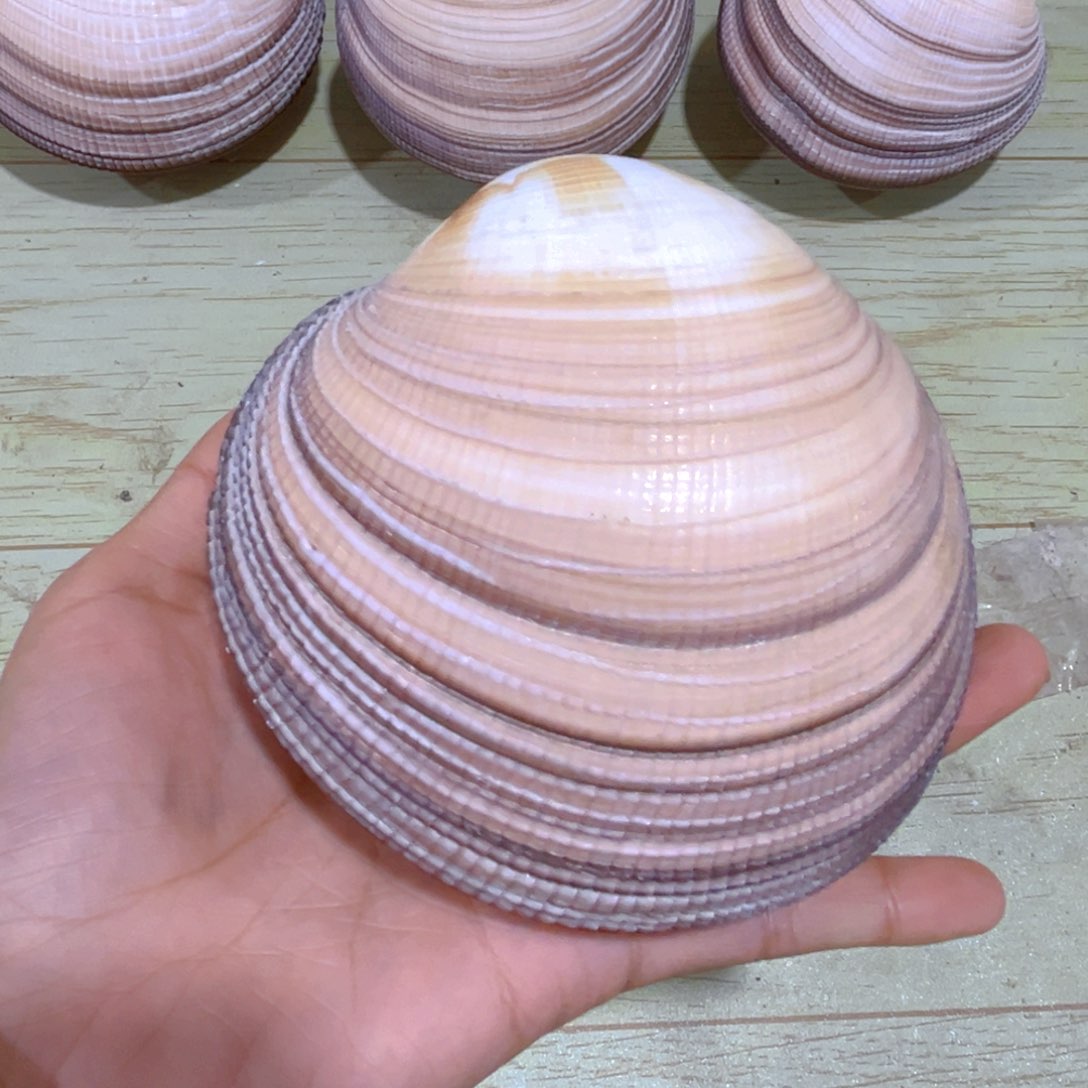 大理石磁石倩*天然贝壳海螺批发零售