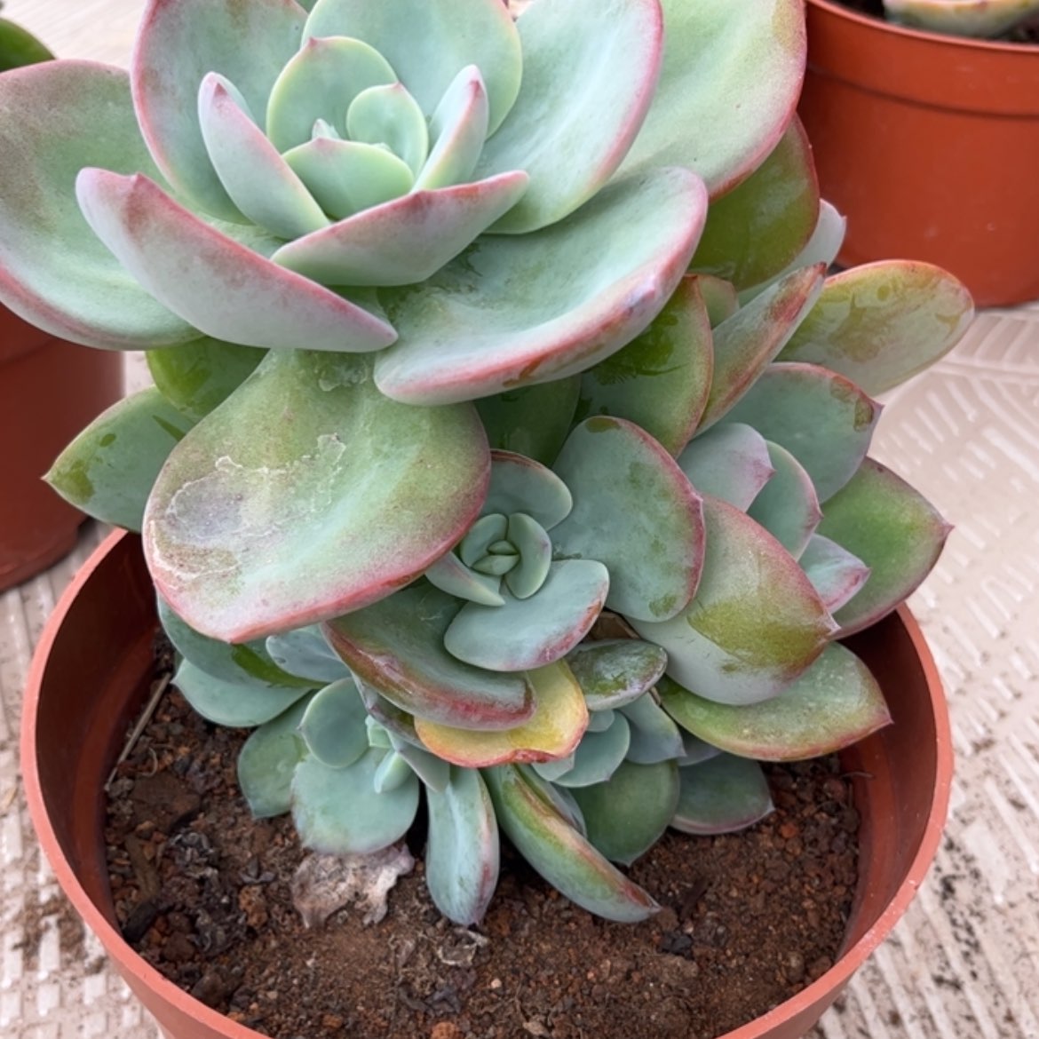 【闪购商品】无花朵এ****༻