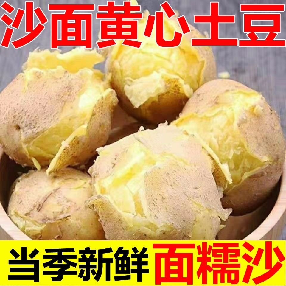 【新鲜黄皮土豆】2025年新土豆现采现发粉糯沙软黄心土豆