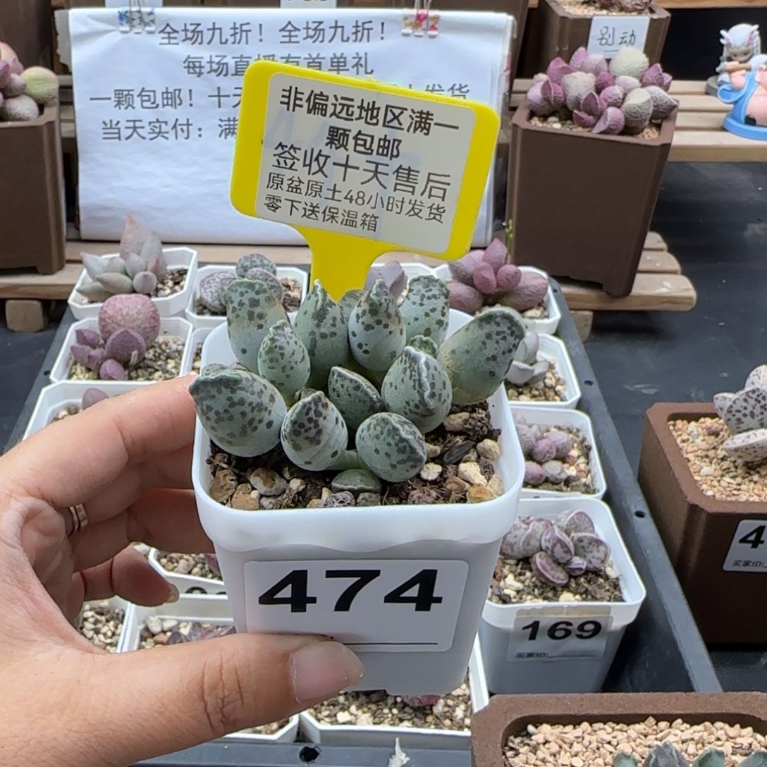 474白肌海报多肉植物