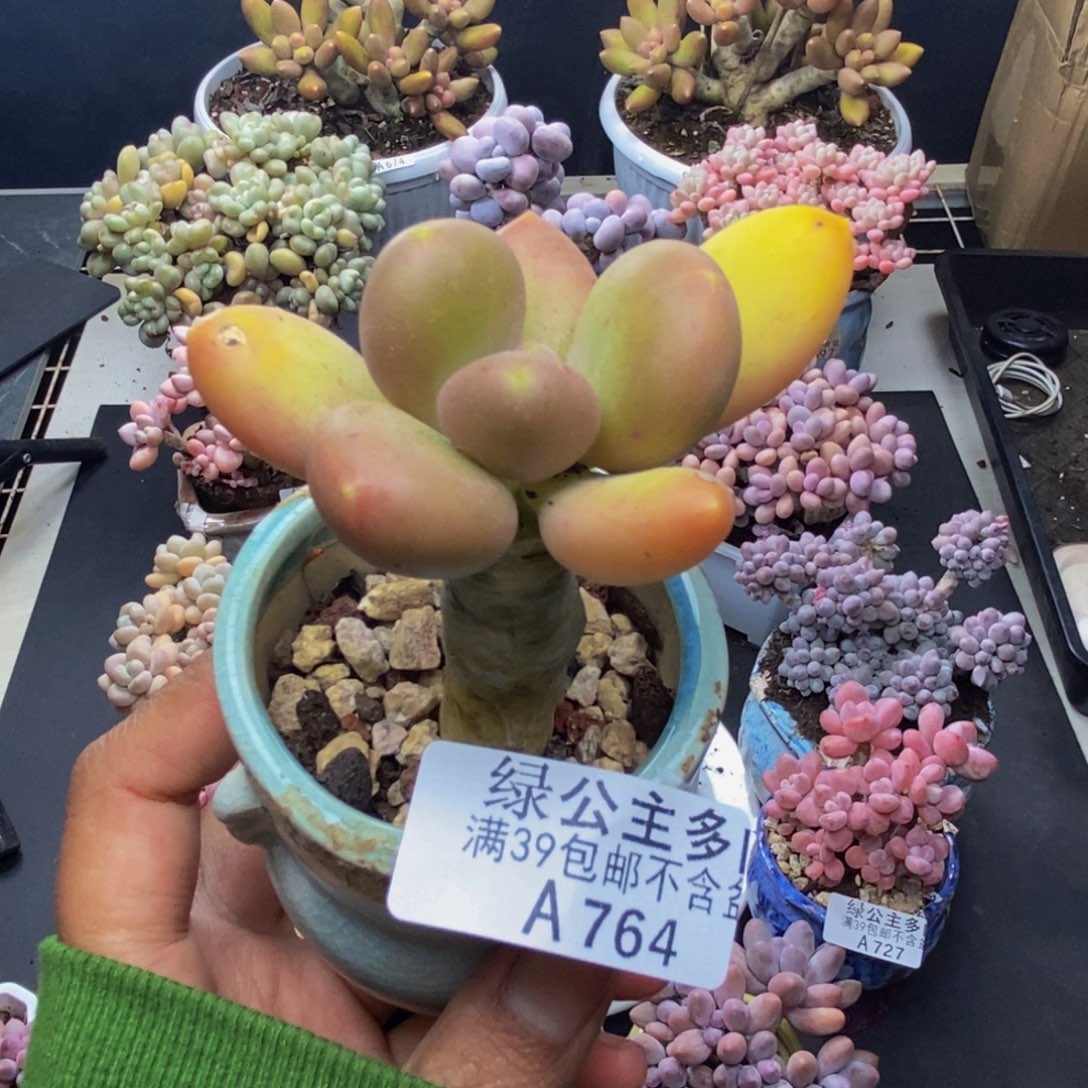 764芒果奶多肉5c m