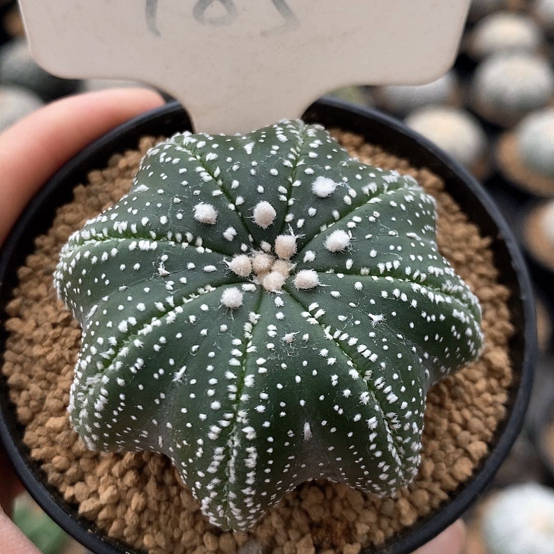 185指纹海星系列产品