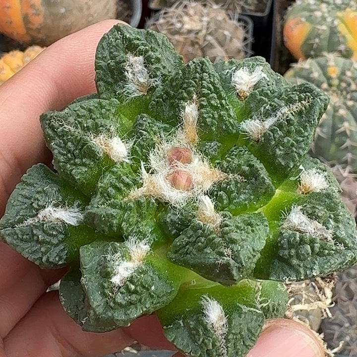 无花朵自根龟甲牡丹