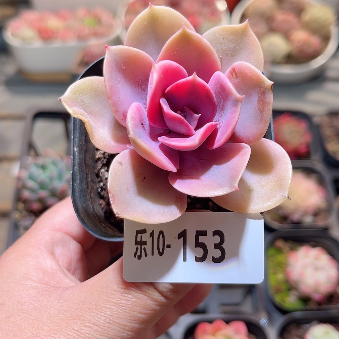乐10-153 彩虹单头 