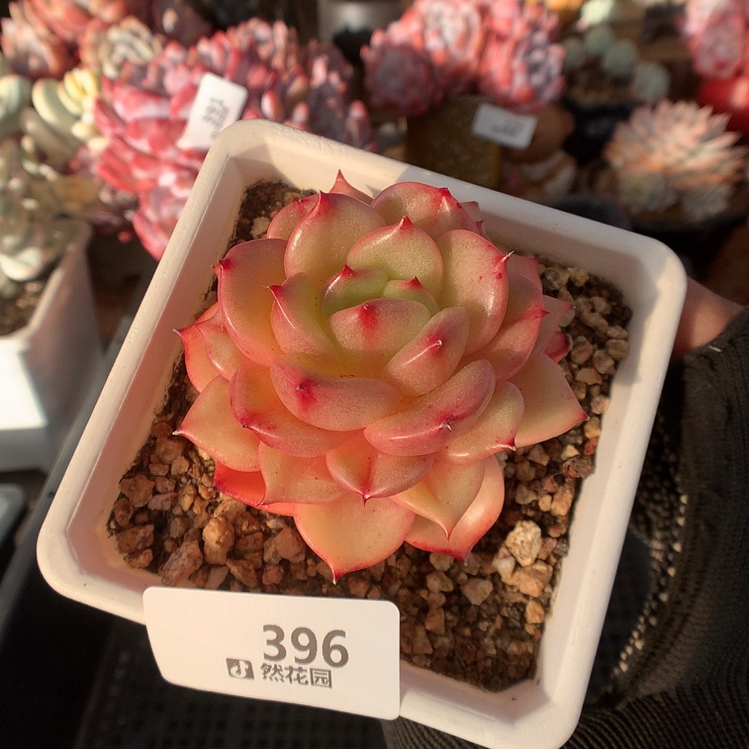396梦露香莱尔多肉植物666