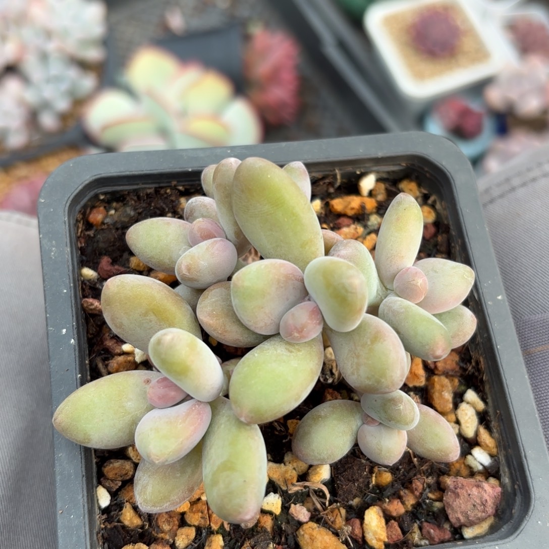 无花朵芒果奶无砍小群