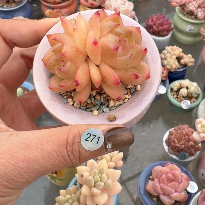 271 多肉含盆土 30元包邮 除偏远地区