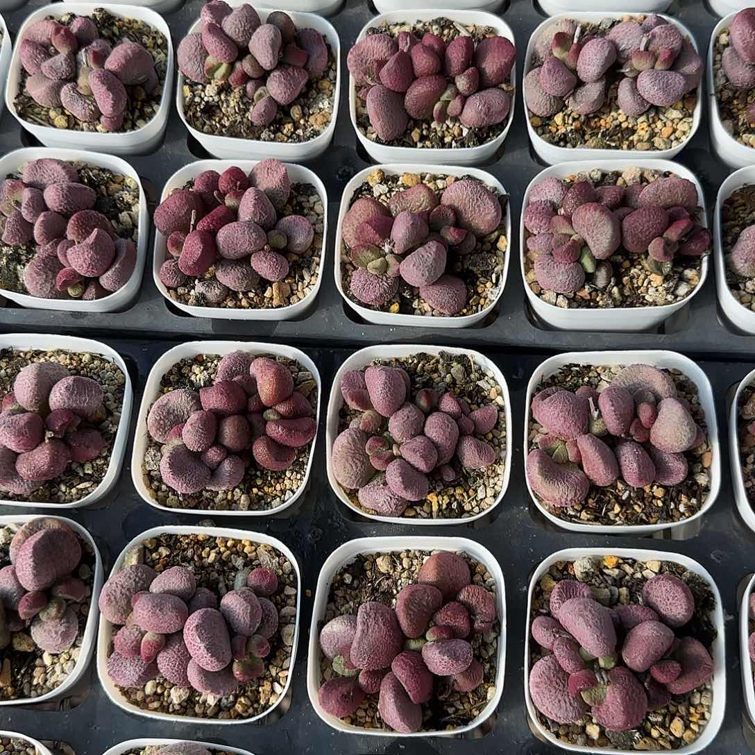 夏娃量拍多肉植物