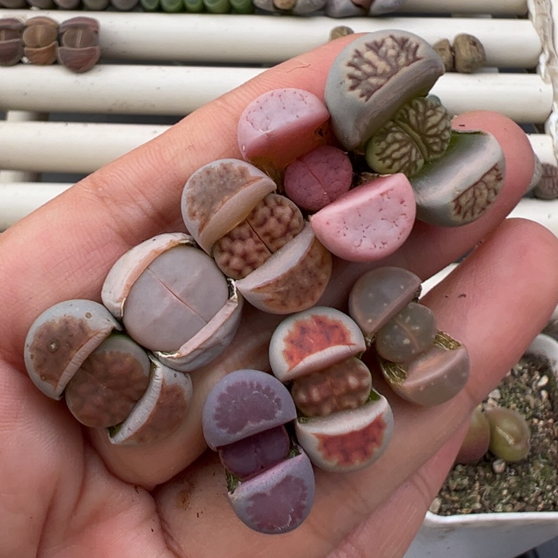 12.24好看的多肉脱土发货725