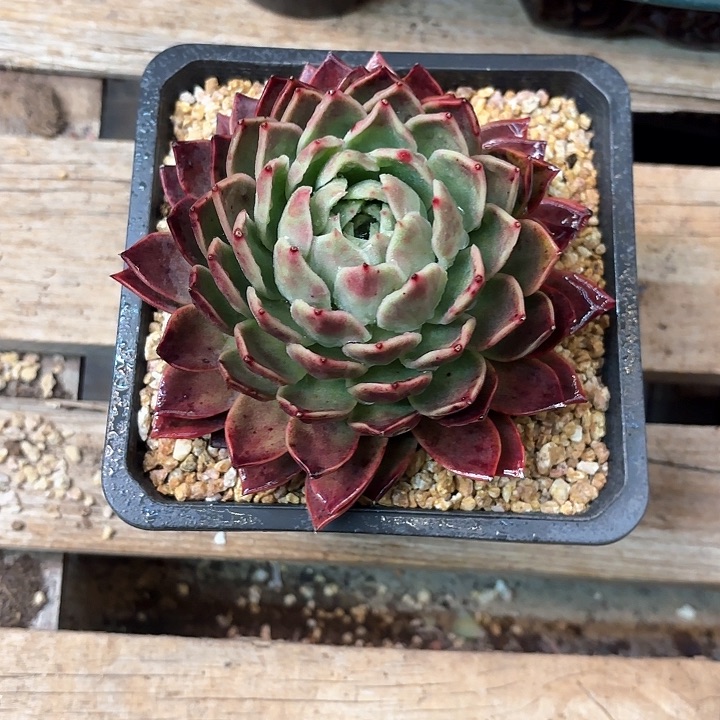 多肉植物，红女巫