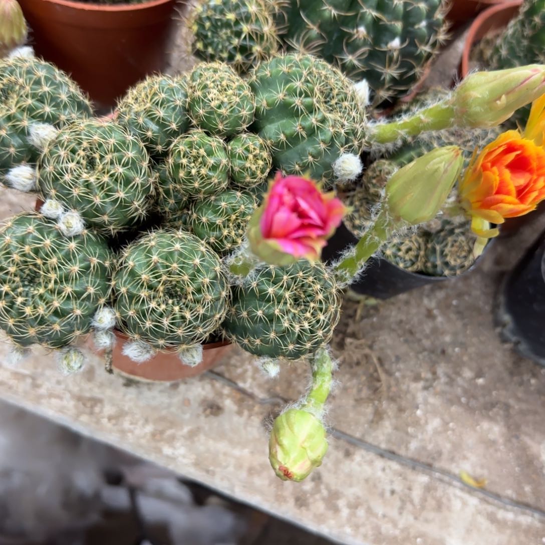 沧**月花花花花花花花花