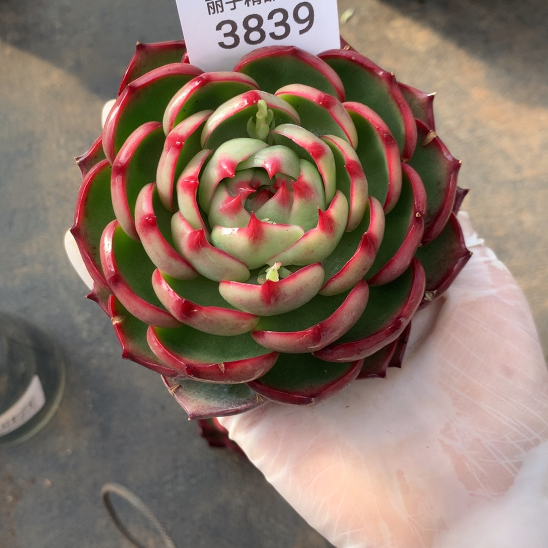 ‍***歪3839一物一拍10厘米