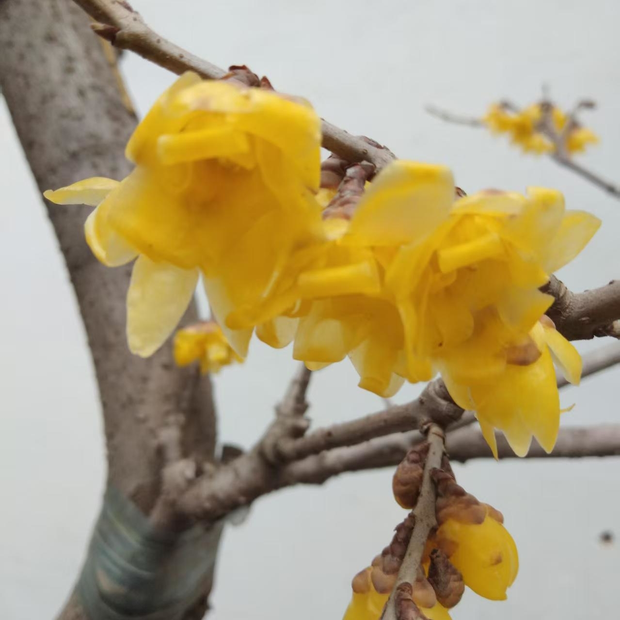 腊梅花树花卉客厅浓香腊梅花盆栽地栽室内外种植腊梅基地腊梅树