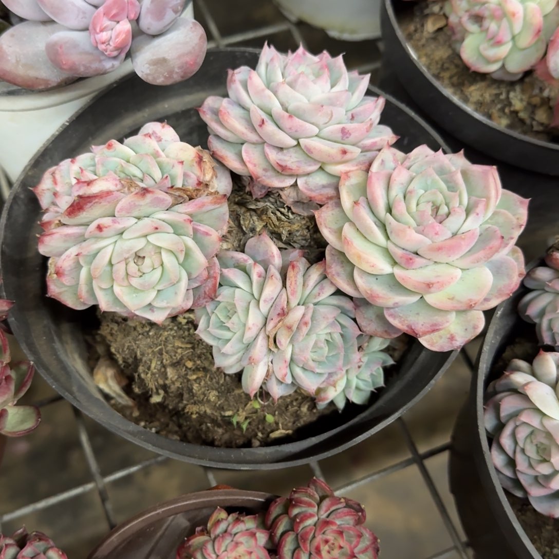 天鹅绒五头起发老桩