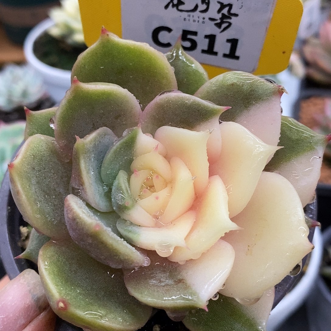 511贝加尔湖哈哈哈