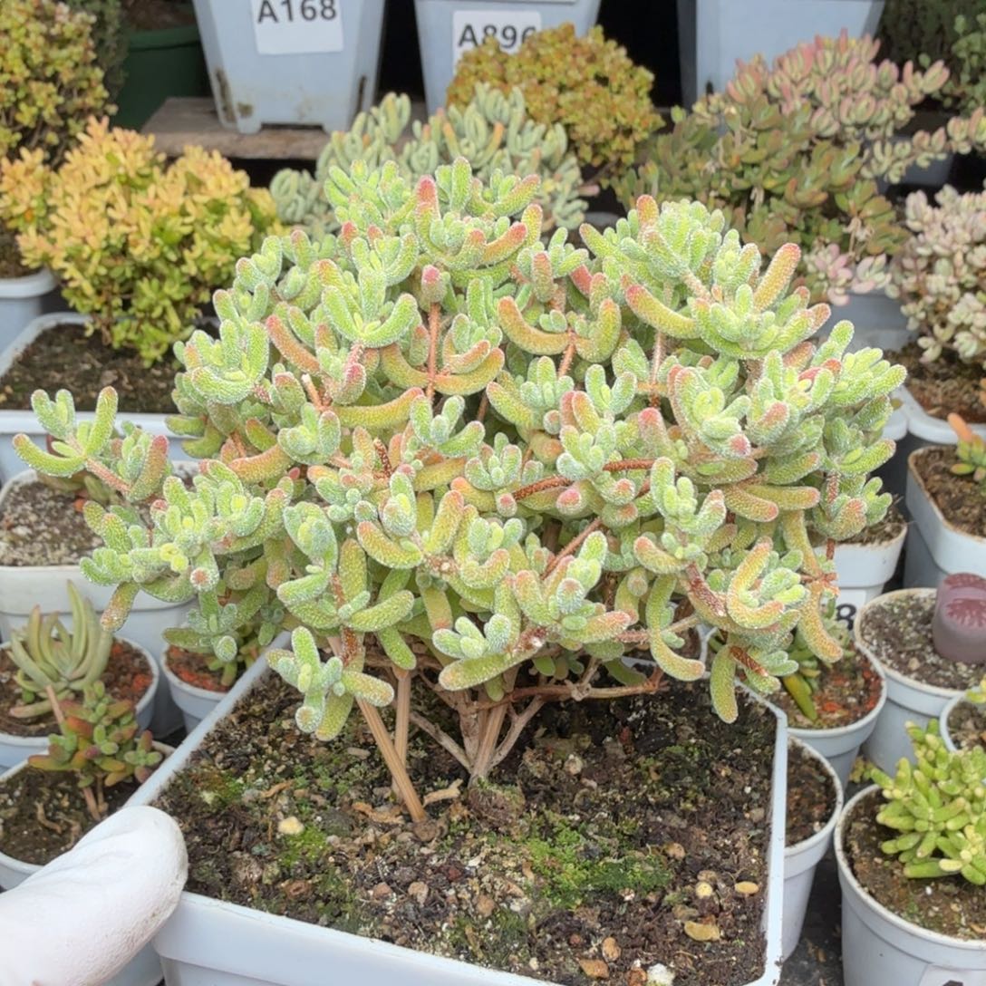 A235红冰晶枝干一物一拍