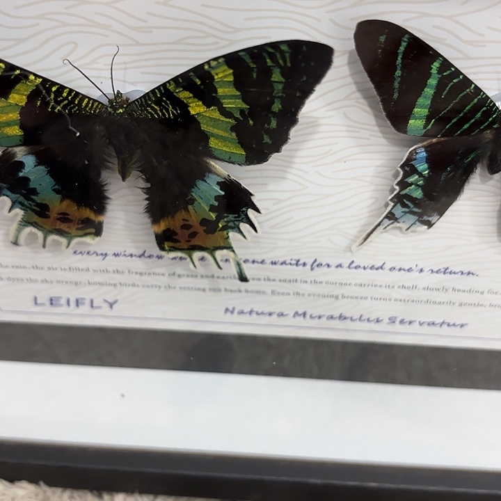 今***么蝴蝶标本定制567@