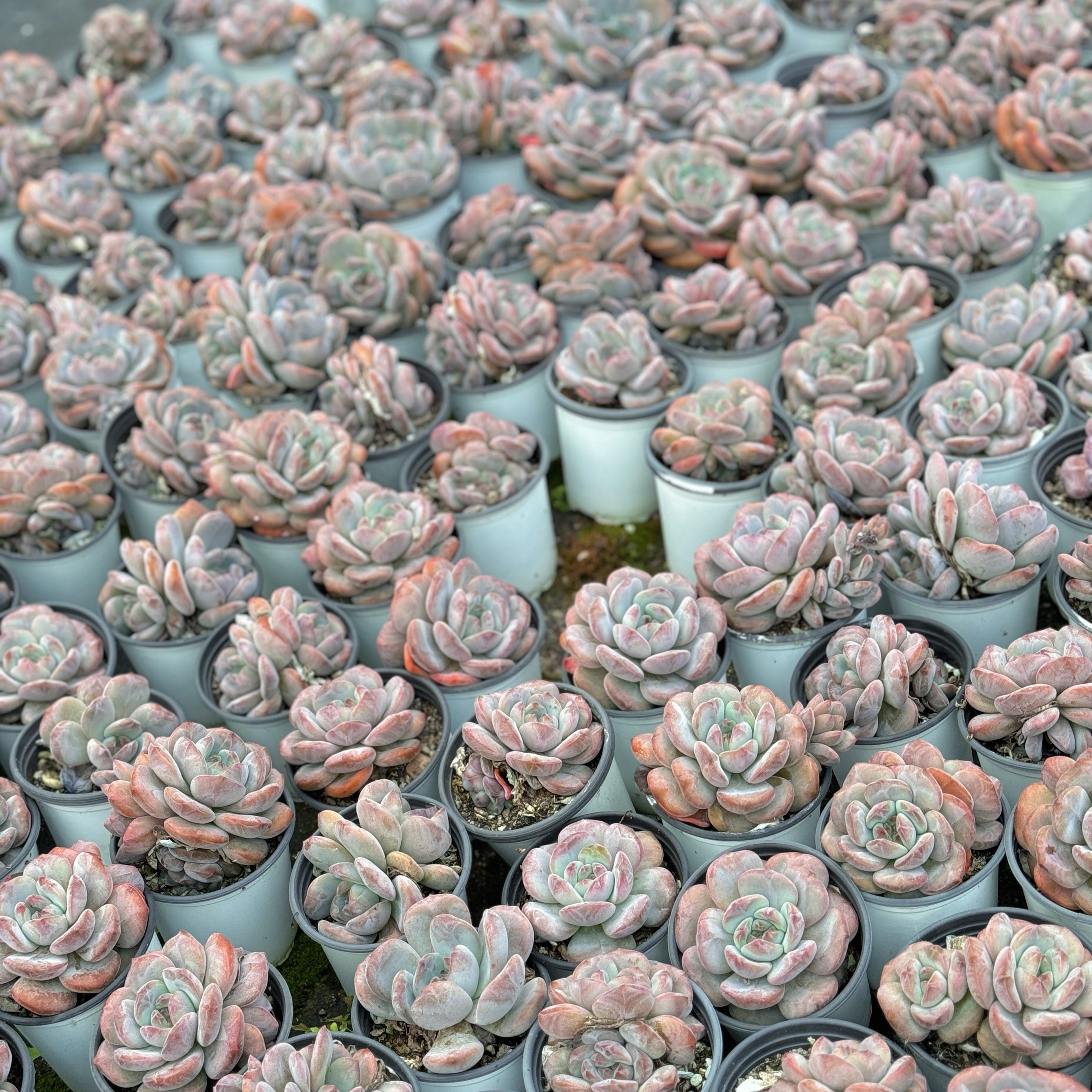 福袋！！！ 多头星影 1 盆带盆土发货9CM盆