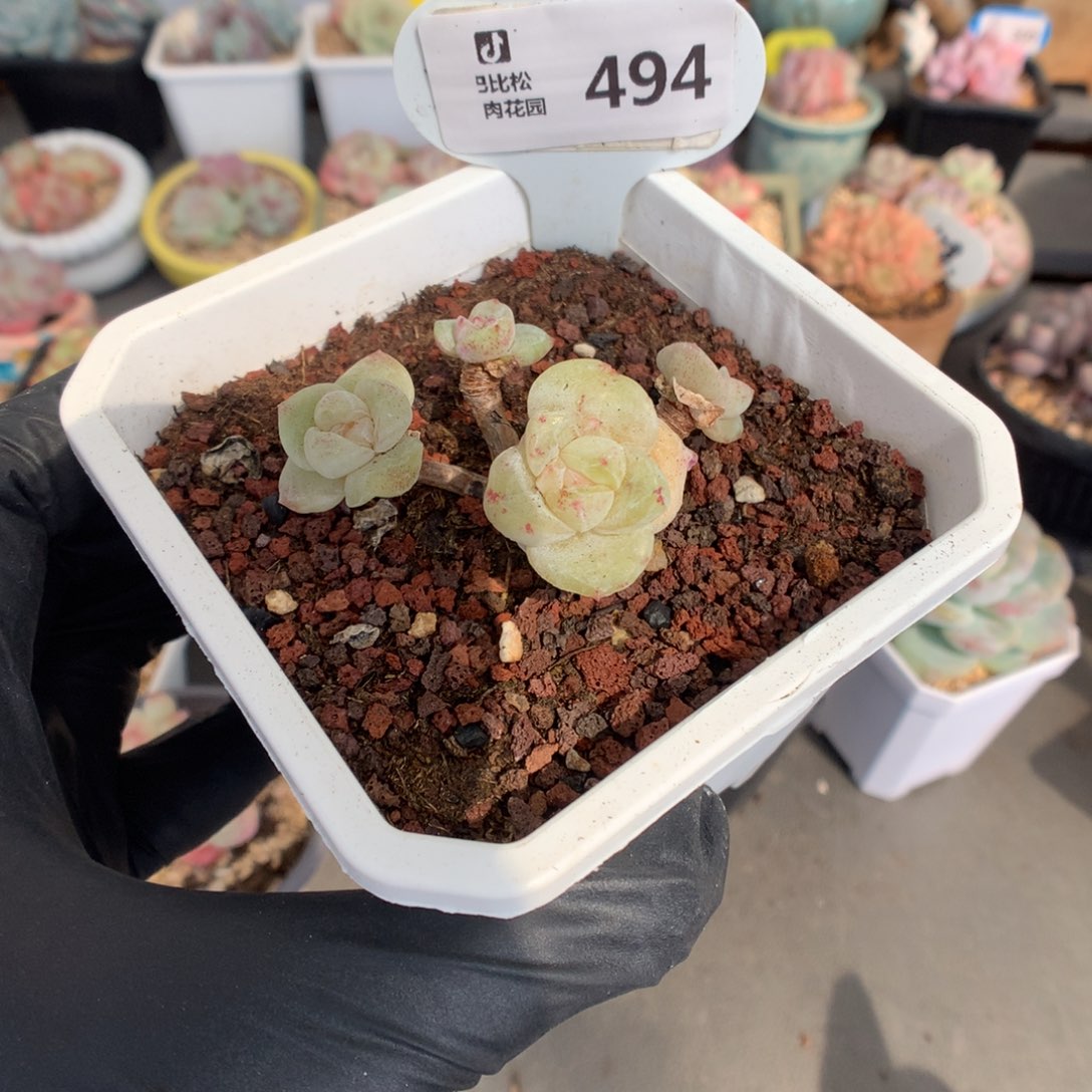 街****494 特价冰玉石化