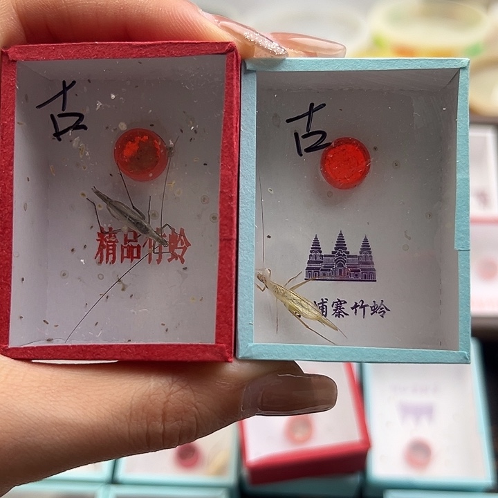 古***童古黑紫一只怪叫一只