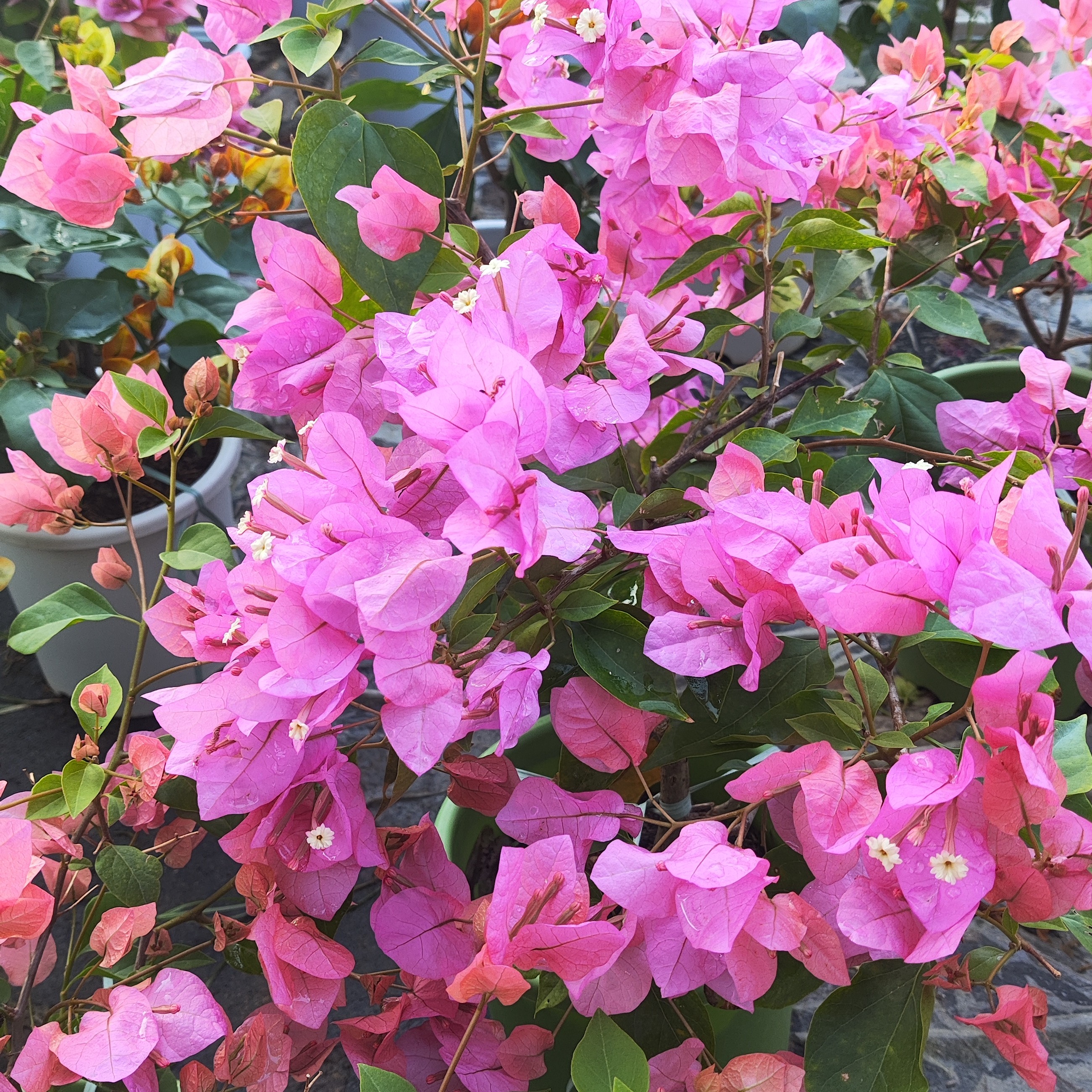 【橙粉公主】三角梅四季开花爬藤勤花好养活低于5度自行拍保温