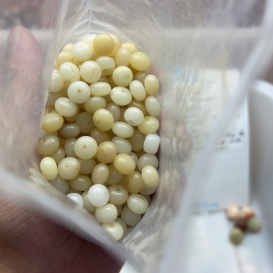 白玉菩提吊坠瑕疵8-6奶黄算盘200颗