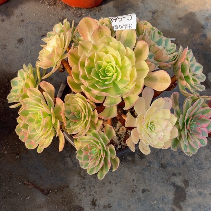 568雨荷多肉123456789