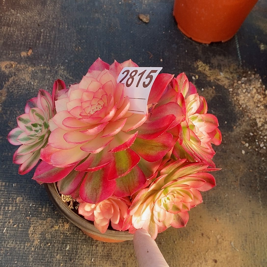 红陶2815荔枝3冠15