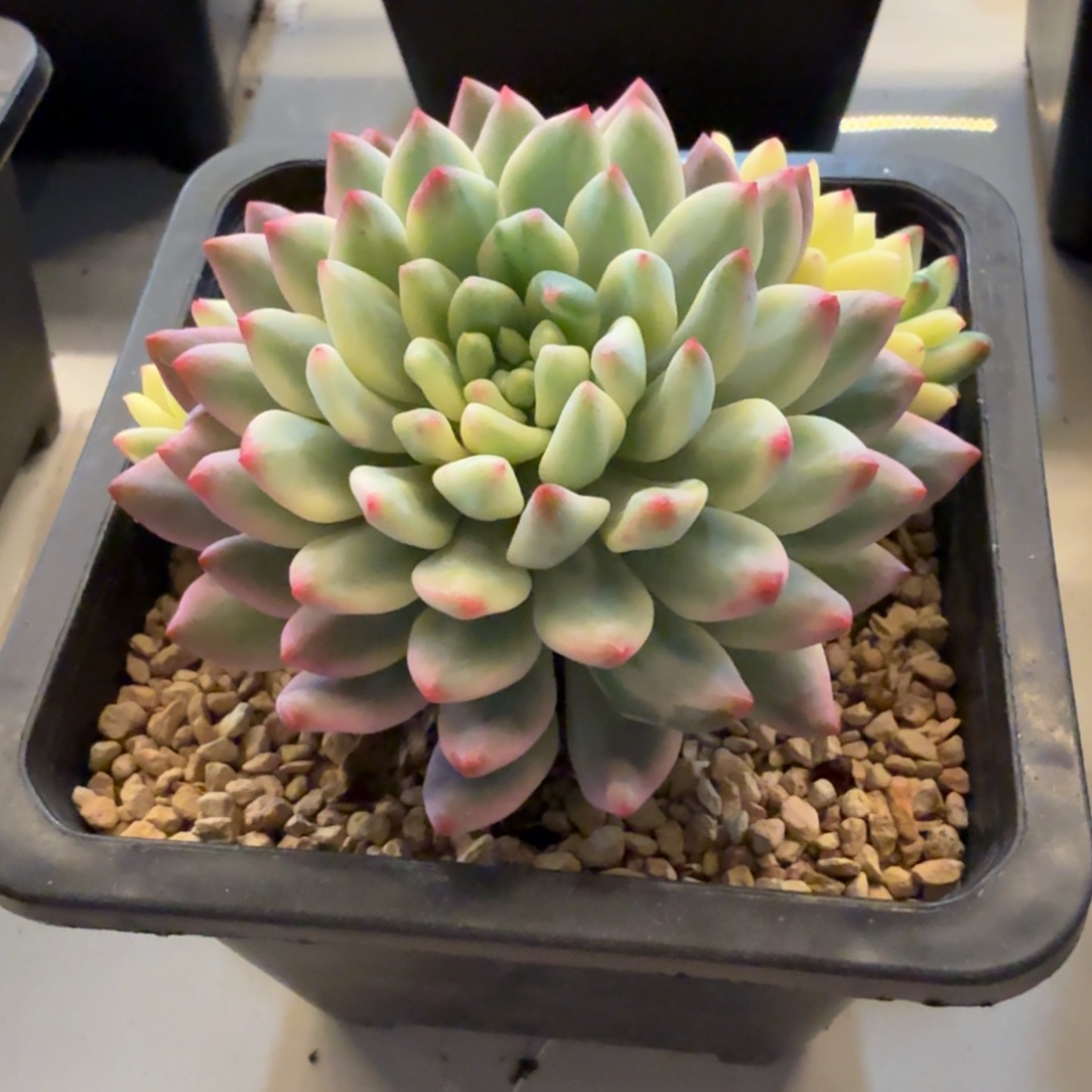 蓝苹果 安吉园艺锦