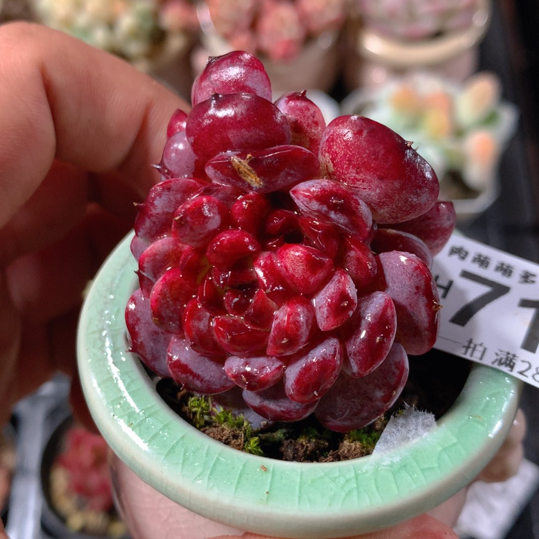 5CM拇指盆精控多肉ZH711