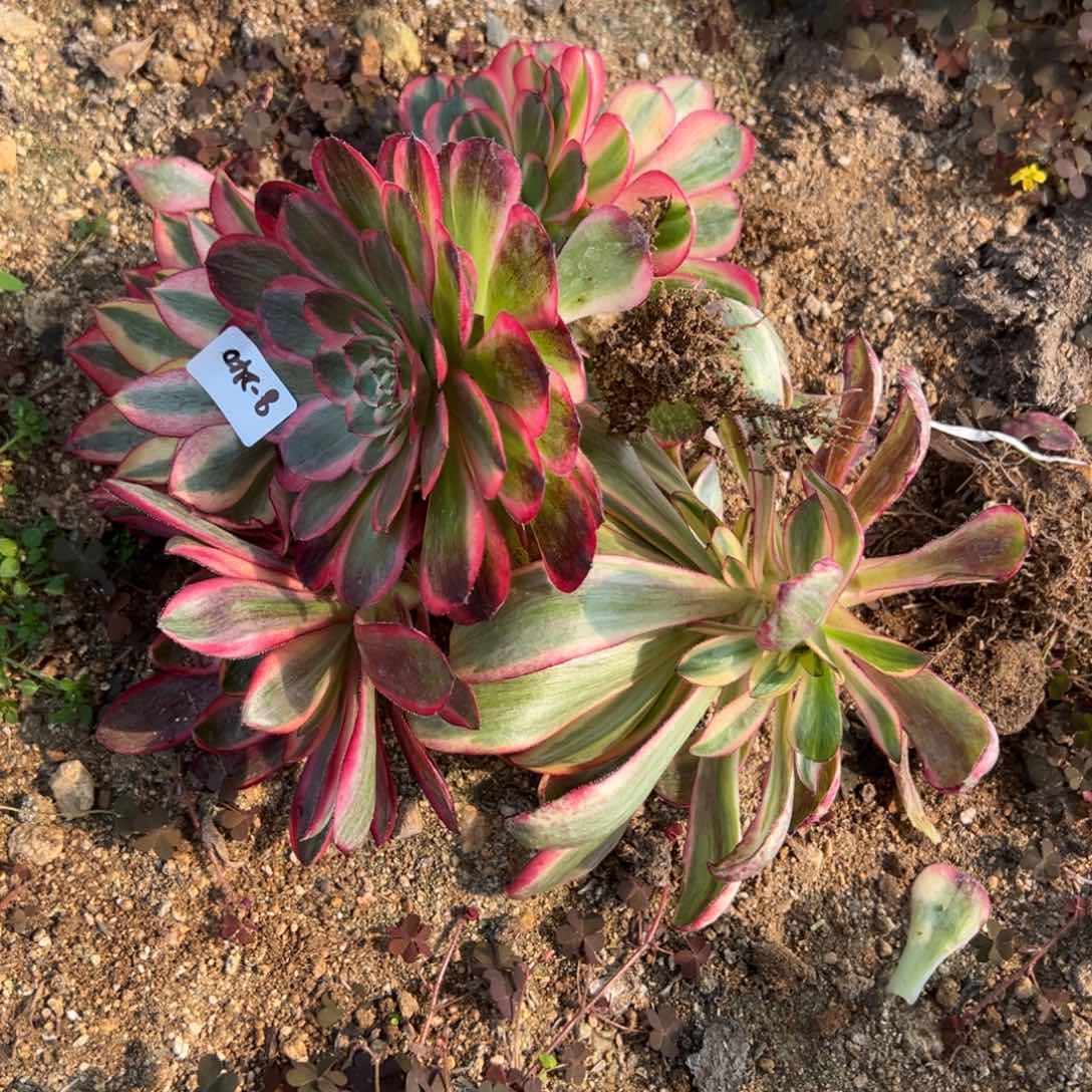 240筐多肉多肉多肉