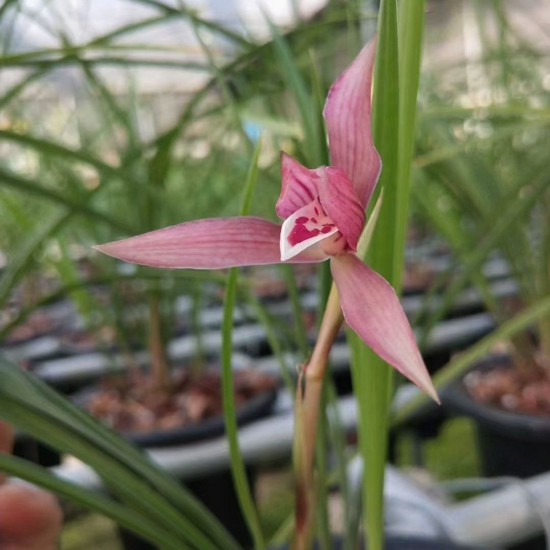 传统名贵兰花大盆兰草花正宗老品种室内绿植