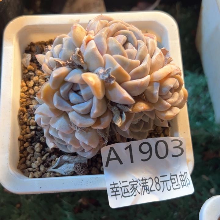 幸运的是我的朋友们