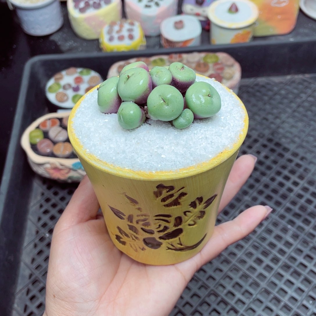 w6528 -零下地区拍保温箱-15支持寄养