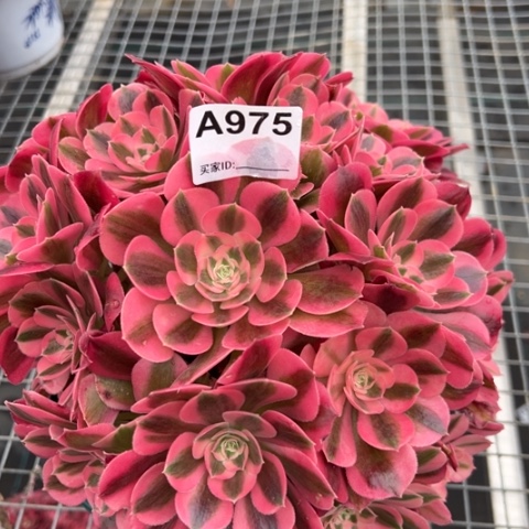 975女巫25厘米左右