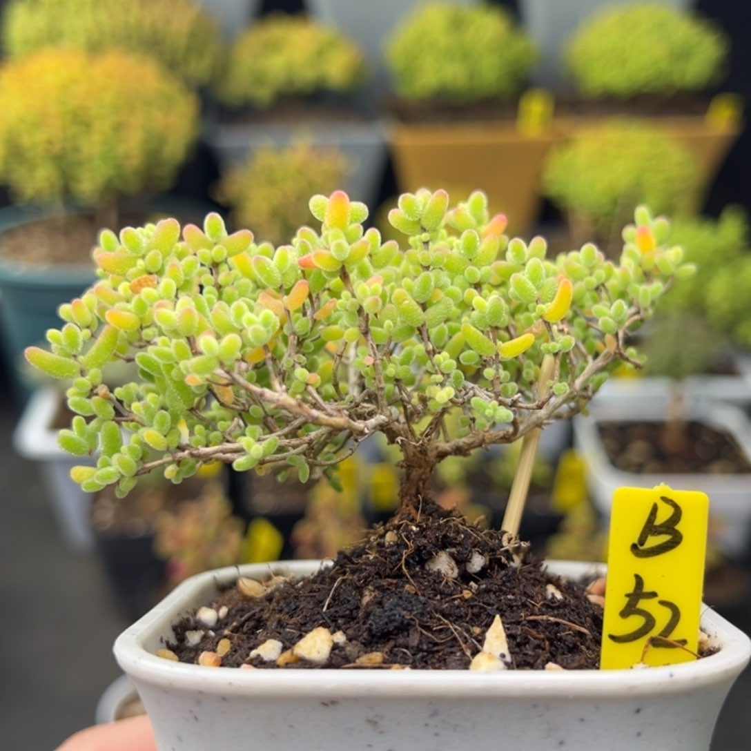 蜜橘带盆带土发货