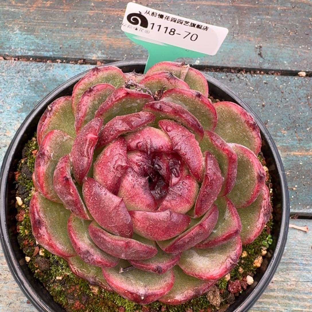 从前慢多肉编号1118-70