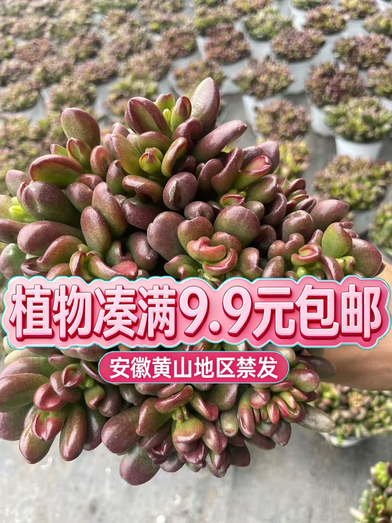 （招财猫-散桩）多肉要满9.9邮 多肉植物绿植吸甲醛
