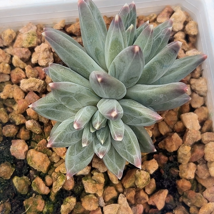 美人特价一物一拍铽