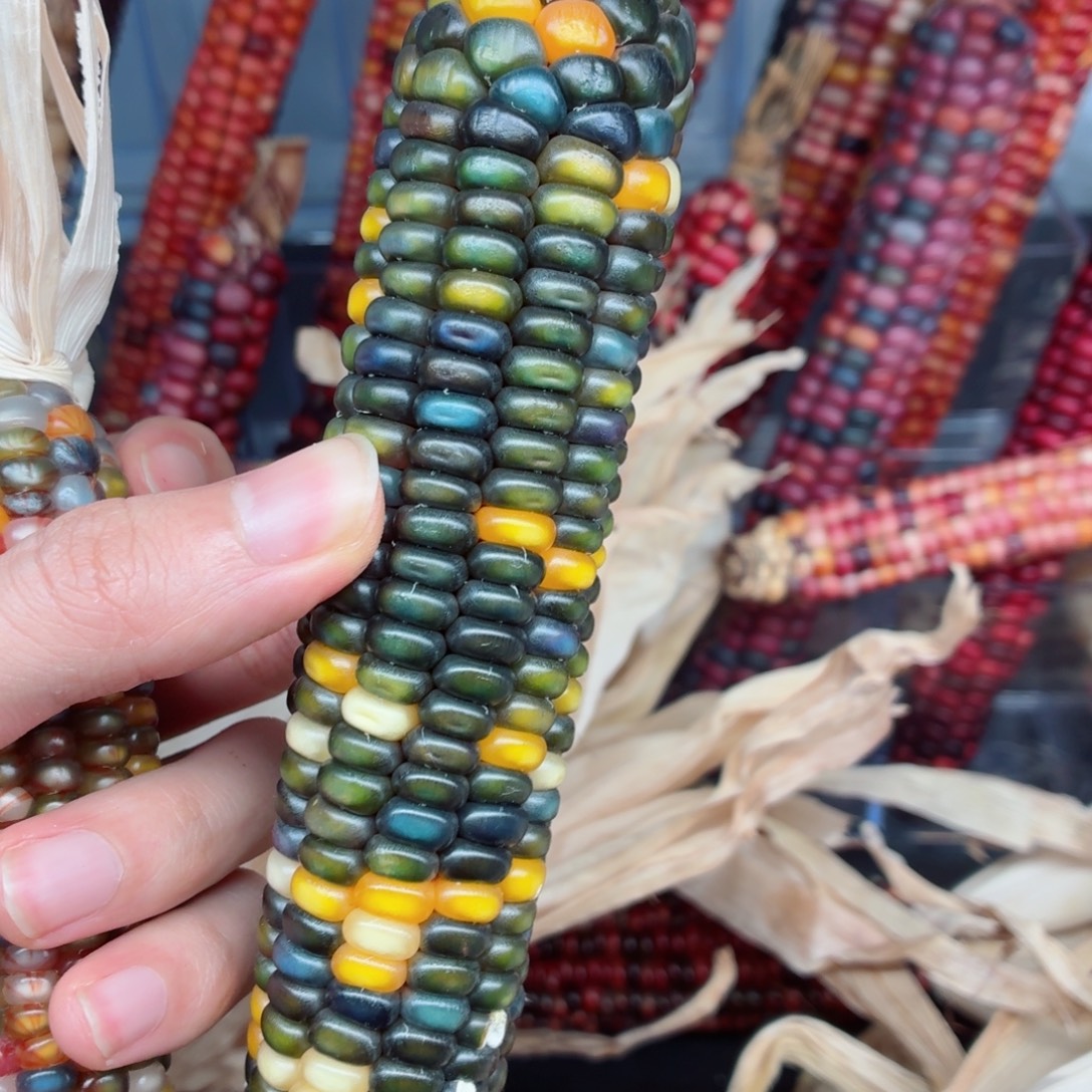 五***黑吊坠白玉菩提文玩精品文玩精品