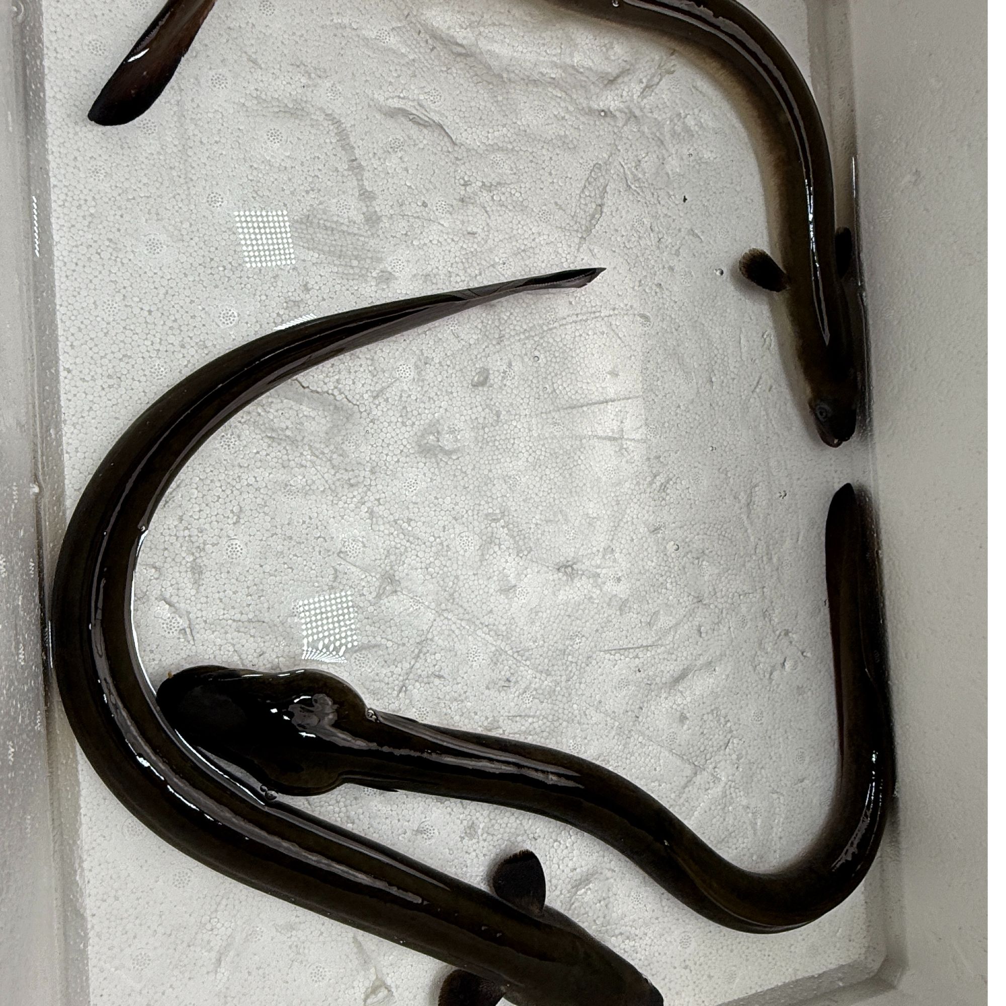 纯天然山坑鳗大头鳗肉质脆弹鲜甜鳗鱼活鱼